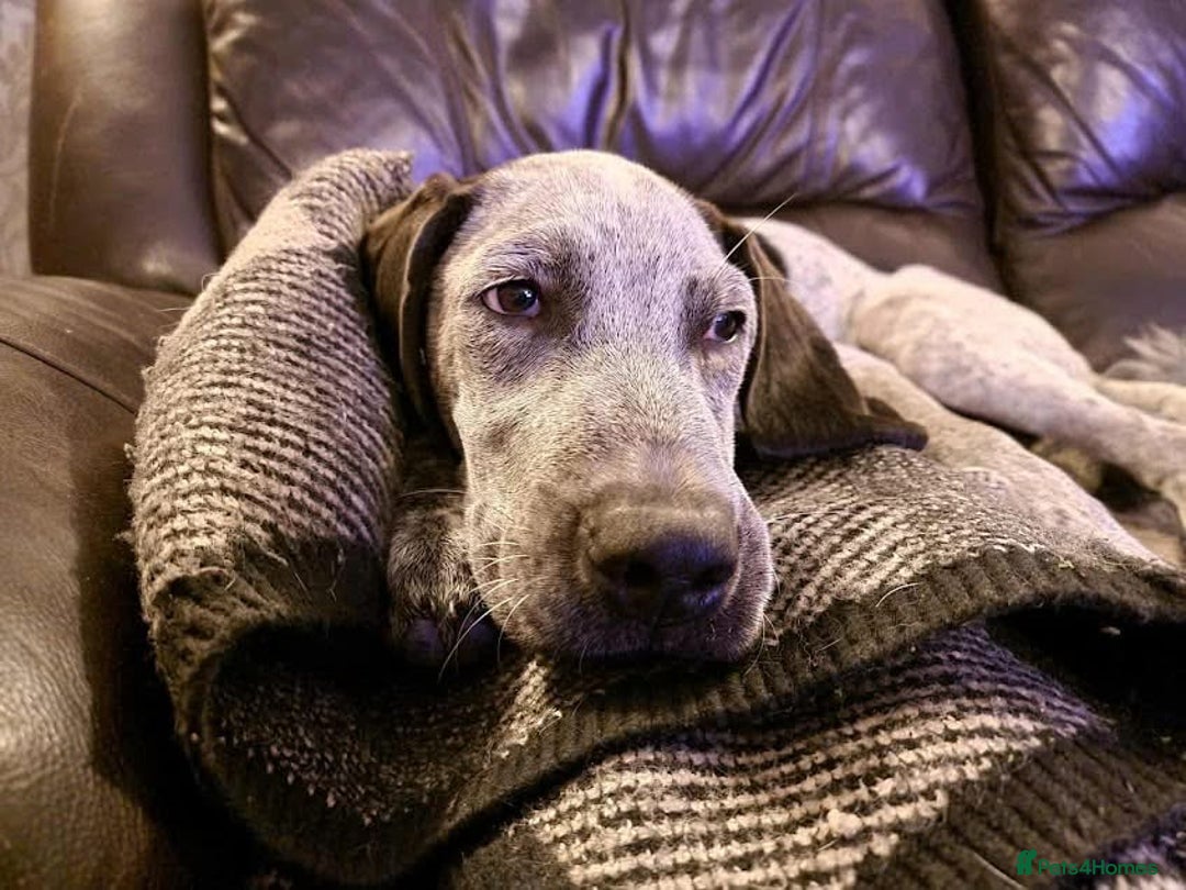 Mixed Breed dogs for adoption: Arlo 4 month old pointer cross puppy  - Image 7