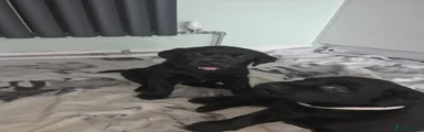 Labrador Retriever 1
