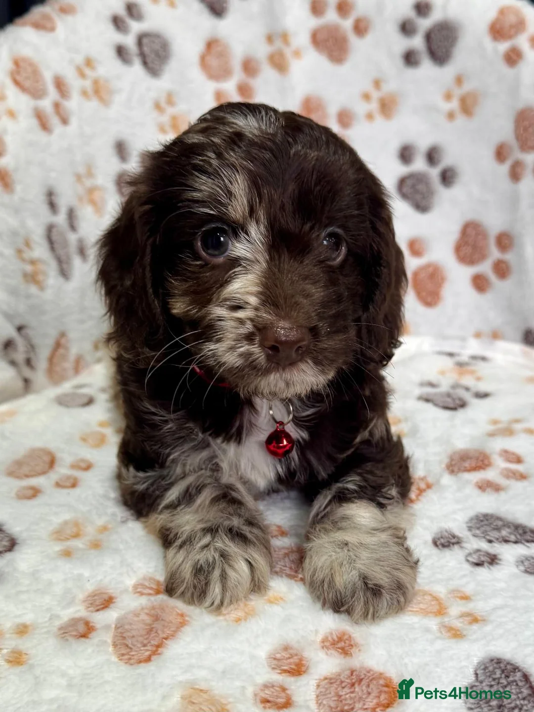 Cockapoo dogs for sale: Chocolate Phantom Cockapoo Puppies - Advert 1