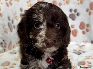 Cockapoo dogs Chocolate Phantom Cockapoo Puppies - Advert 3