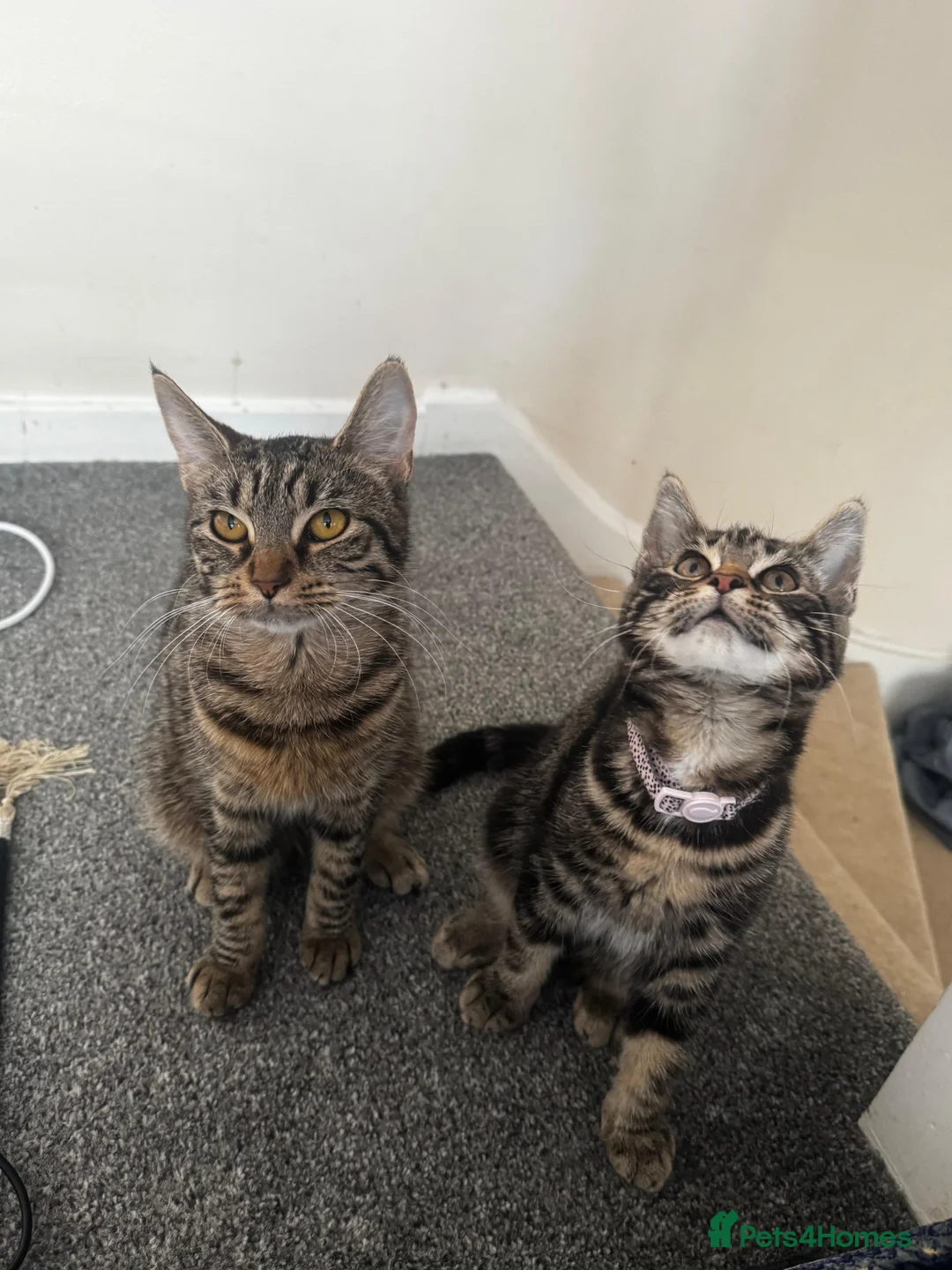 European cats for sale: Kittens  in Woking - Advert 8