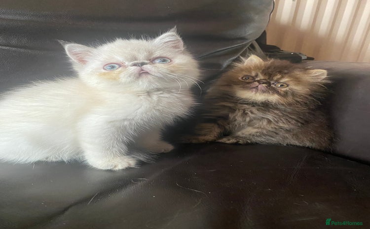 Persian cats - Advert 1