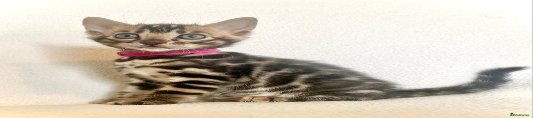 Bengal Kitten 4