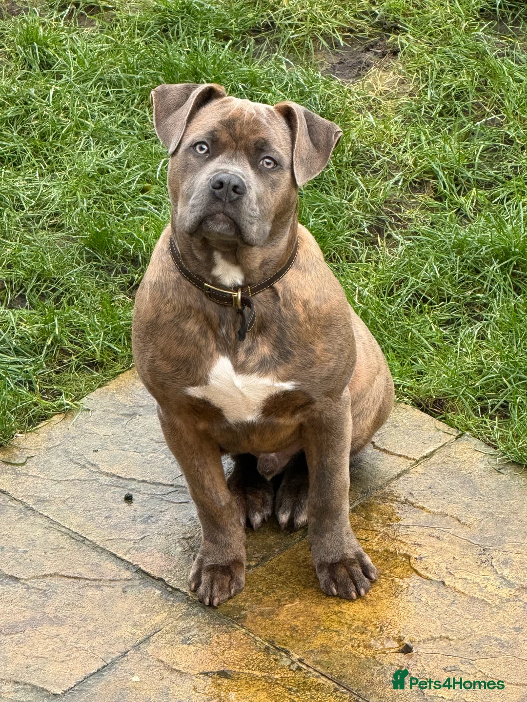 Mixed Breed dogs for sale: Mr Tigs  - Advert 1