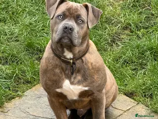 Mixed Breed dogs Mr Tigs - Advert 1