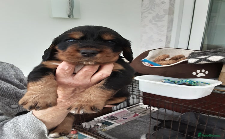 Mixed Breed dogs - Advert 2
