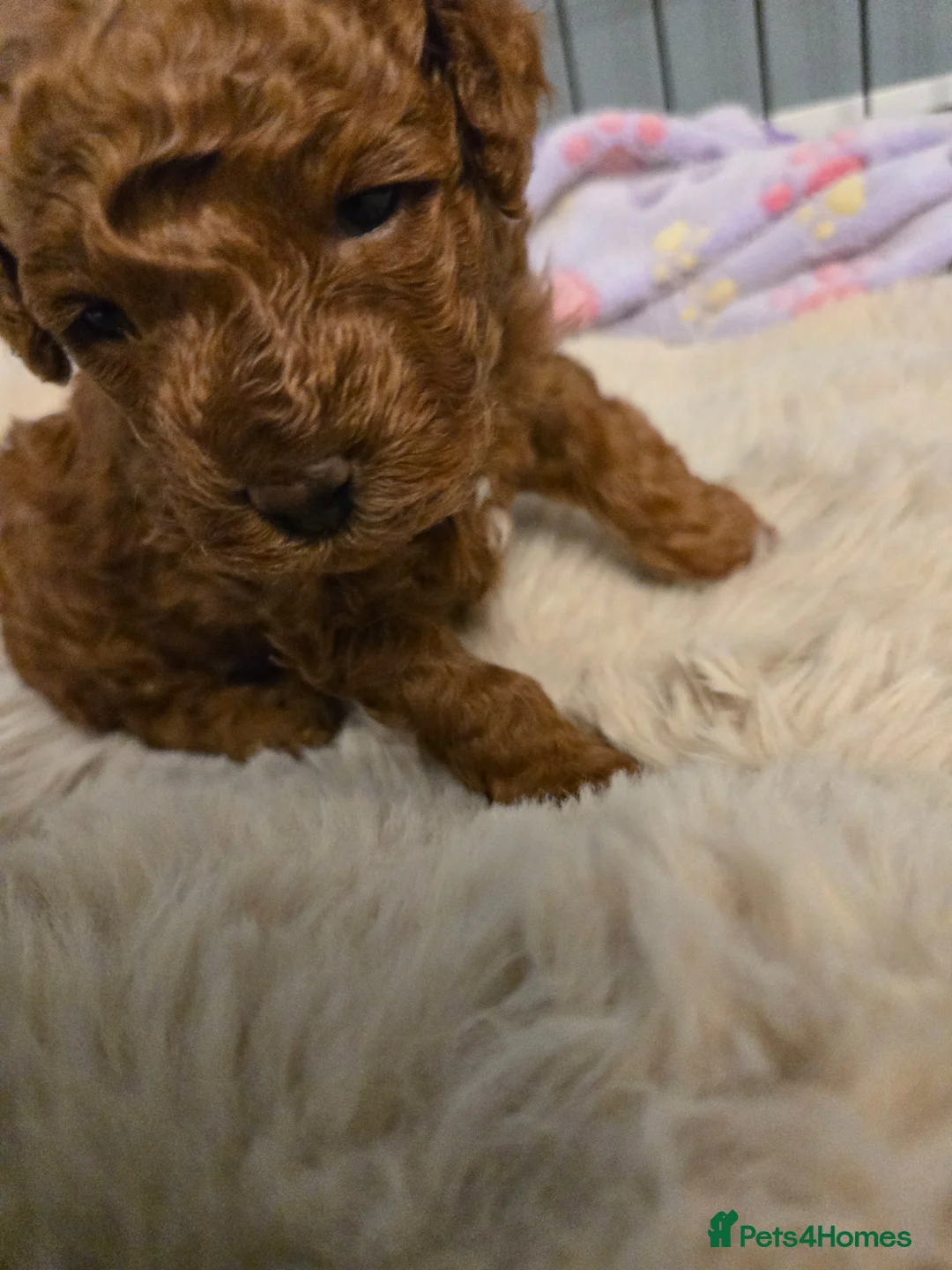Mixed Breed dogs for sale: TOY X MINIATURE POODLE PUPPY-RED - Advert 2