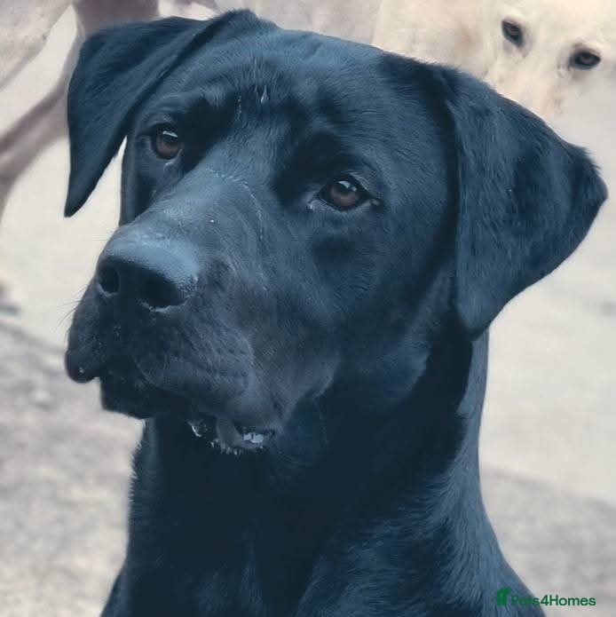 Labrador Retriever dogs Proven KC black labrador for stud - Advert 10
