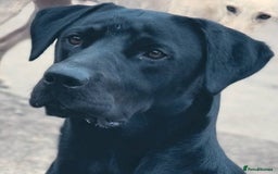 Labrador Retriever dogs for stud: Proven KC black labrador for stud - Image 1