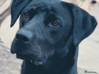 Labrador Retriever dogs - Advert 14