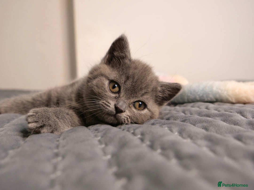 British Shorthair cats for sale: GCCF Registered British Shorthair Kittens -Cardiff - Advert 13