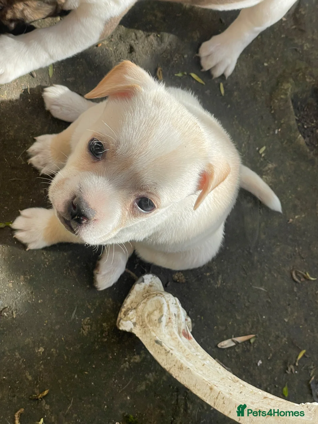 Mixed Breed dogs for sale: Beautiful French bulldogs with jackaranian - Advert 1