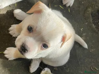 Mixed Breed dogs Beautiful French bulldogs with jackaranian - Advert 1