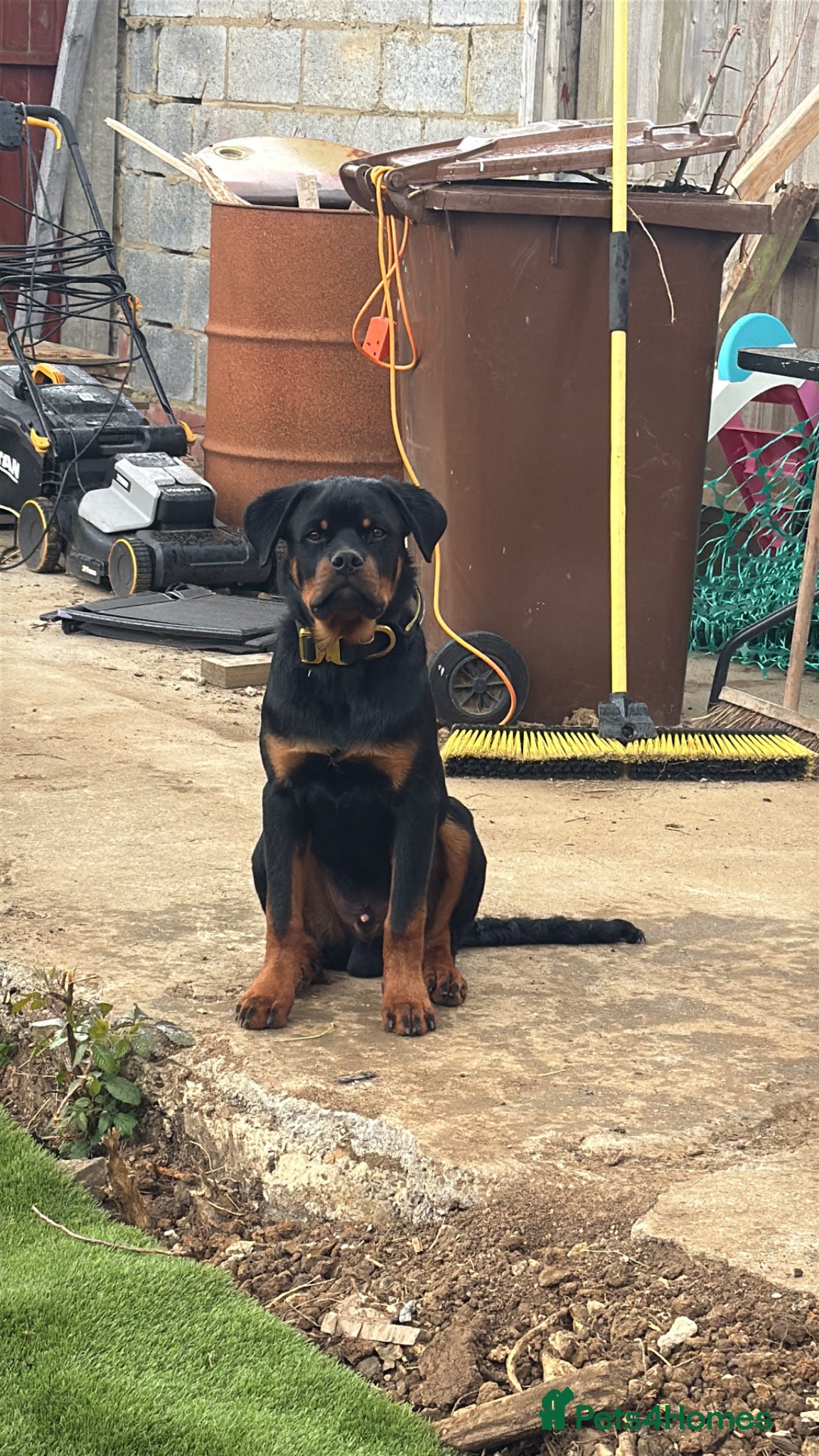 Rottweiler dogs 6month old Rottweiler puppy  - Advert 3