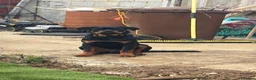 Rottweiler dogs for sale: 6month old Rottweiler puppy  - Advert 1