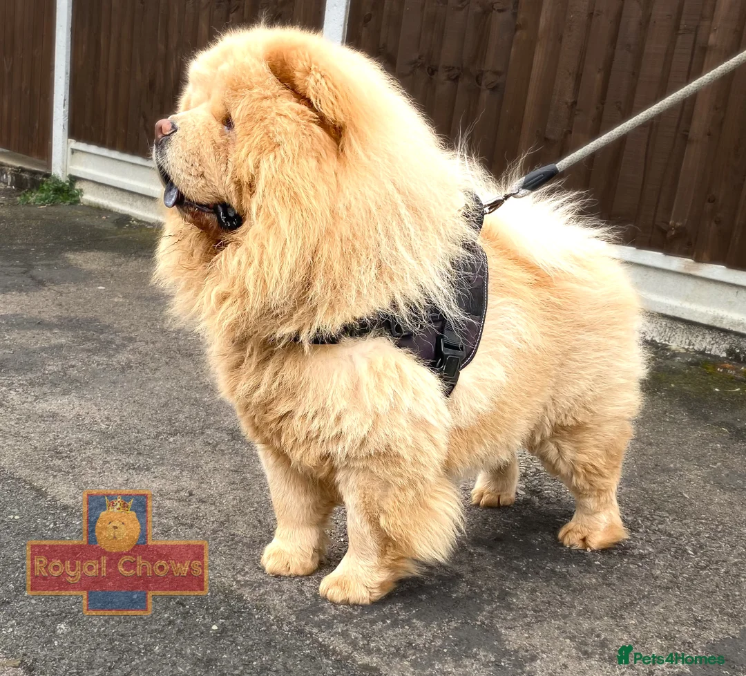 Chow Chow dogs for stud: Top Rainbow producer champion choc&blue carrier  in Cheltenham - Advert 6