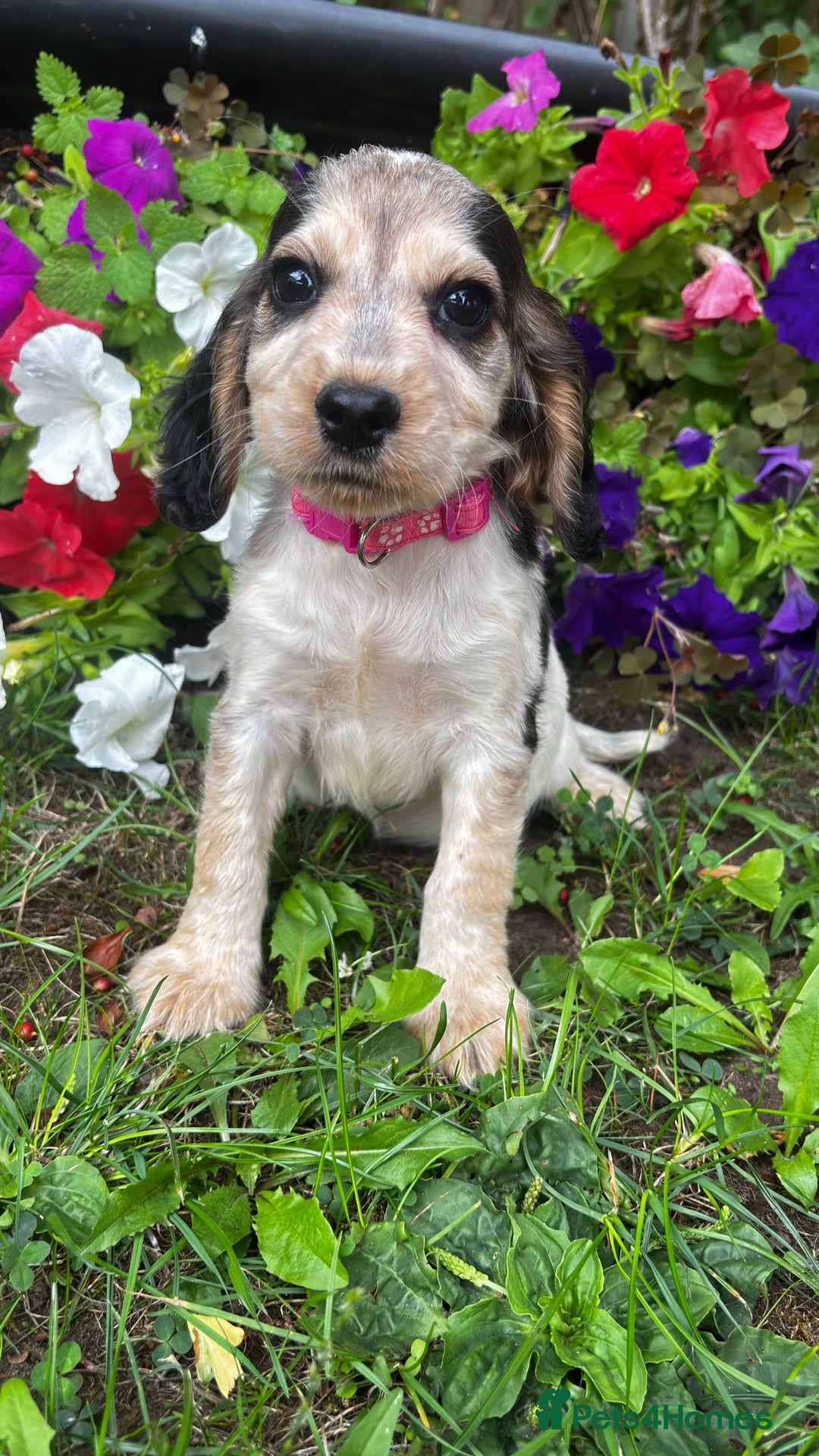 Cocker Spaniel dogs for sale: Family raised champion cocker REDUCED AND READY - Image 12