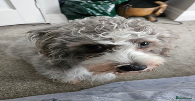 Shihpoo dogs - Advert 5
