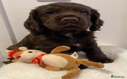 Cocker Spaniel dogs for sale: Stunning male cocker spaniel puppy pedigree - Image 4
