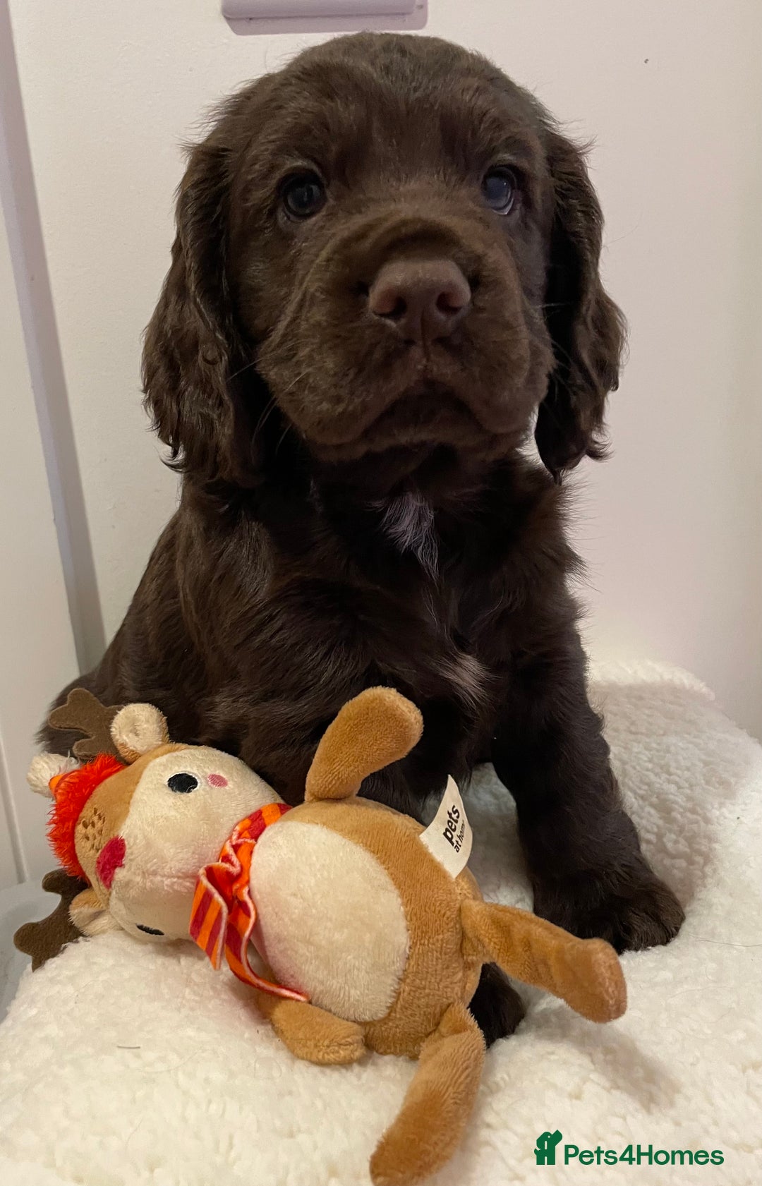 Cocker Spaniel dogs for sale: Stunning male cocker spaniel puppy pedigree - Image 4