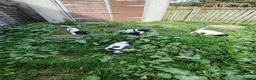 English Springer Spaniel dogs for sale: KC English Springer Spaniel pups - Advert 3