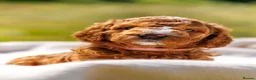 Australian Labradoodle dogs for sale: Stunning Red Aussie Doodle Multigen Puppies - Advert 6