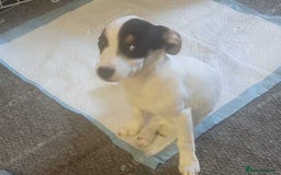 Mixed Breed dogs for sale: Jackchi - Image 3