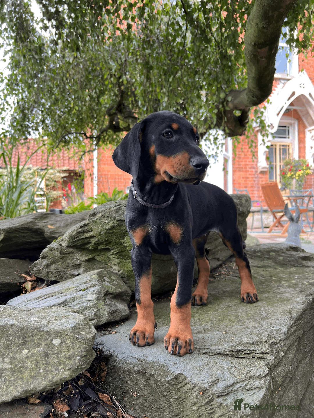 Dobermann dogs for sale: Ready now, Outstanding KC Reg Dobermann puppies - Image 36