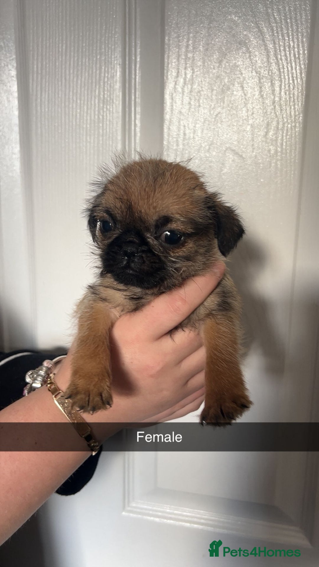Mixed Breed dogs for sale: Beautiful litter of pug cross shih-tzu  ♥️ - Advert 6