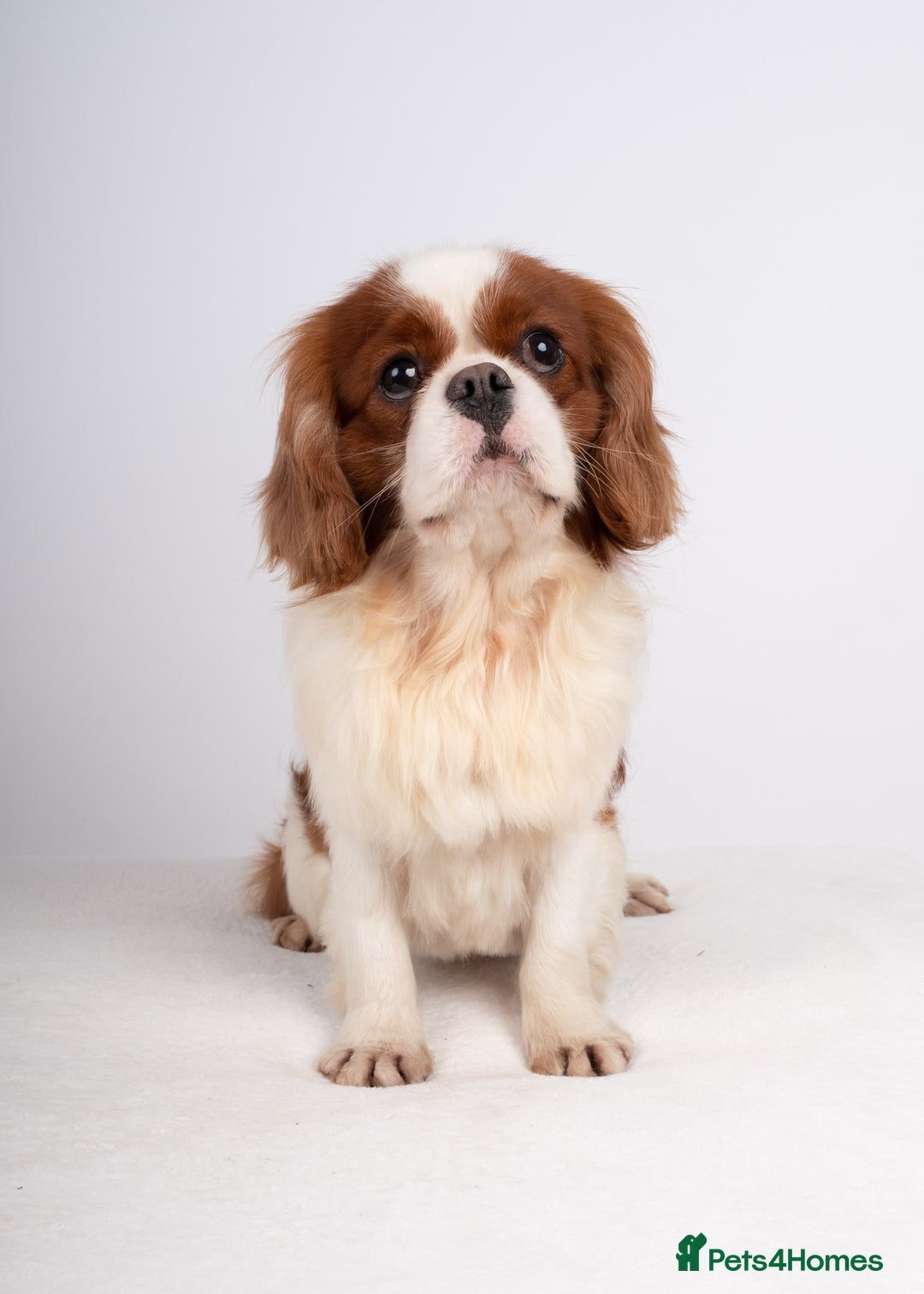 Cavalier King Charles Spaniel dogs for stud: EXCEPTIONAL KC REG HEALTH TESTED IMPORTED CAV STUD - Advert 3