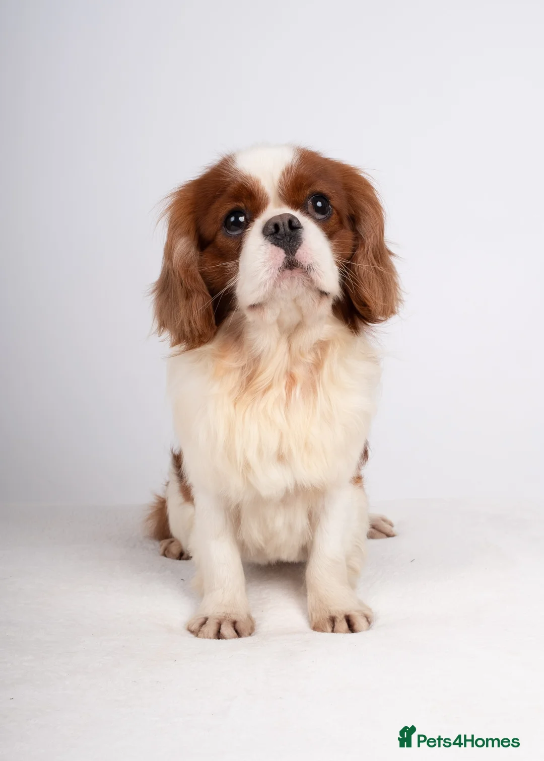Cavalier King Charles Spaniel dogs for stud: EXCEPTIONAL KC REG HEALTH TESTED IMPORTED CAV STUD - Advert 3