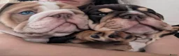 English Bulldog dogs for sale: English Bulldog Puppies –2 Beautiful Girls  in Reading - Advert 9