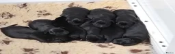 Labrador Retriever dogs for sale: Labrador pups KC extensively health tested parents - Advert 3