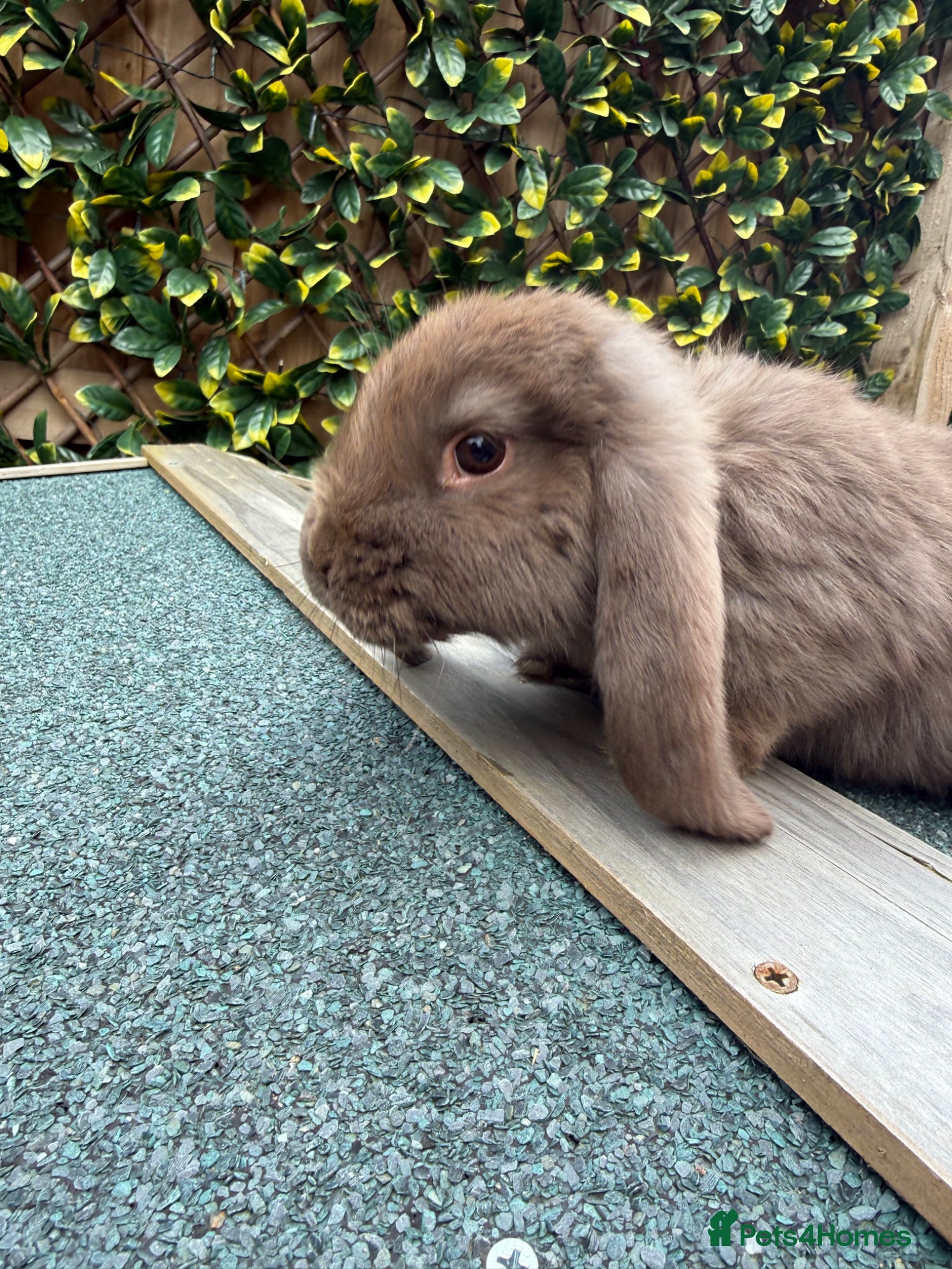 French Lop rabbits for sale: Purebred Giant French Lop - Advert 1