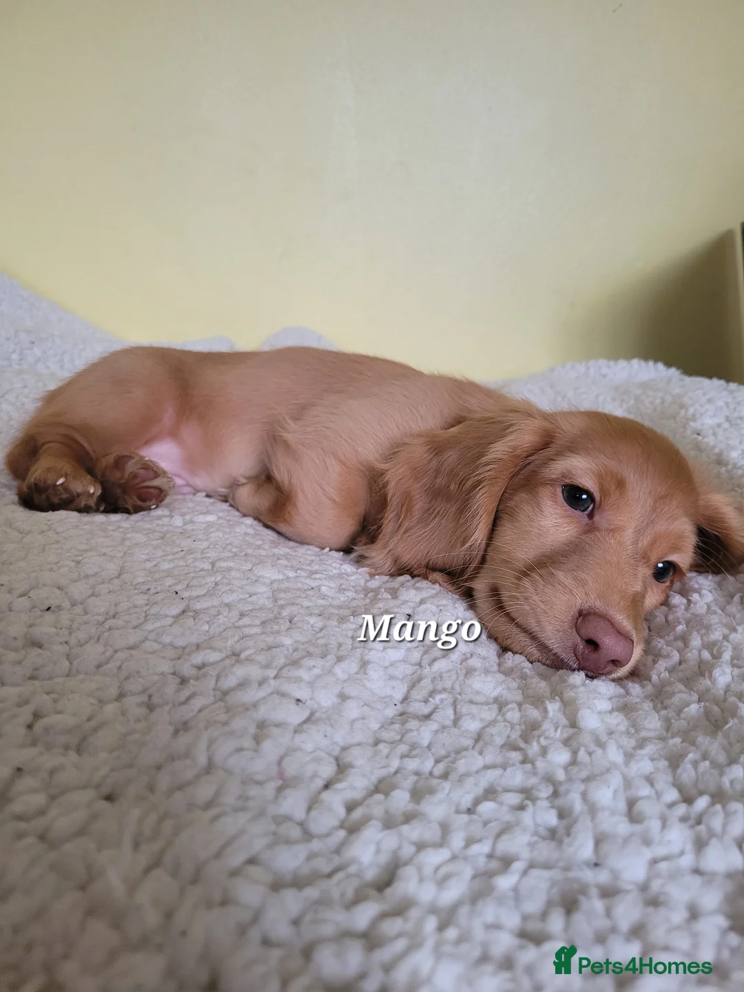 Dachshund dogs for sale: Long Haired KC Miniature Dachshund(LAST BOY) - Advert 13