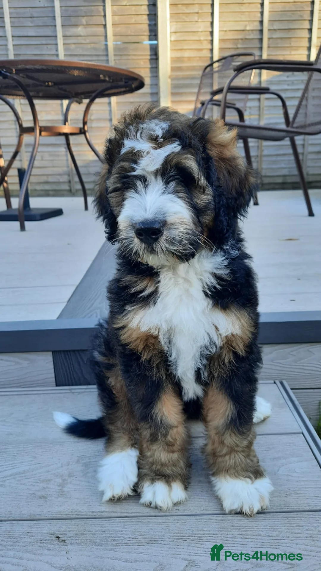 Standard Poodle dogs for stud: K.C Registered Standard poodle in Nottingham - Advert 13