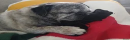 Pug dogs for adoption: Miss Lola needs a loving home in Waltham Abbey - Advert 9