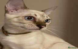 Bengal cats for sale:  Beautiful Bengal ready to reserve - Image 5