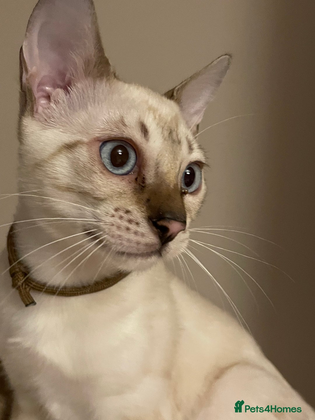 Bengal cats for sale:  Beautiful Bengal ready to reserve - Image 5