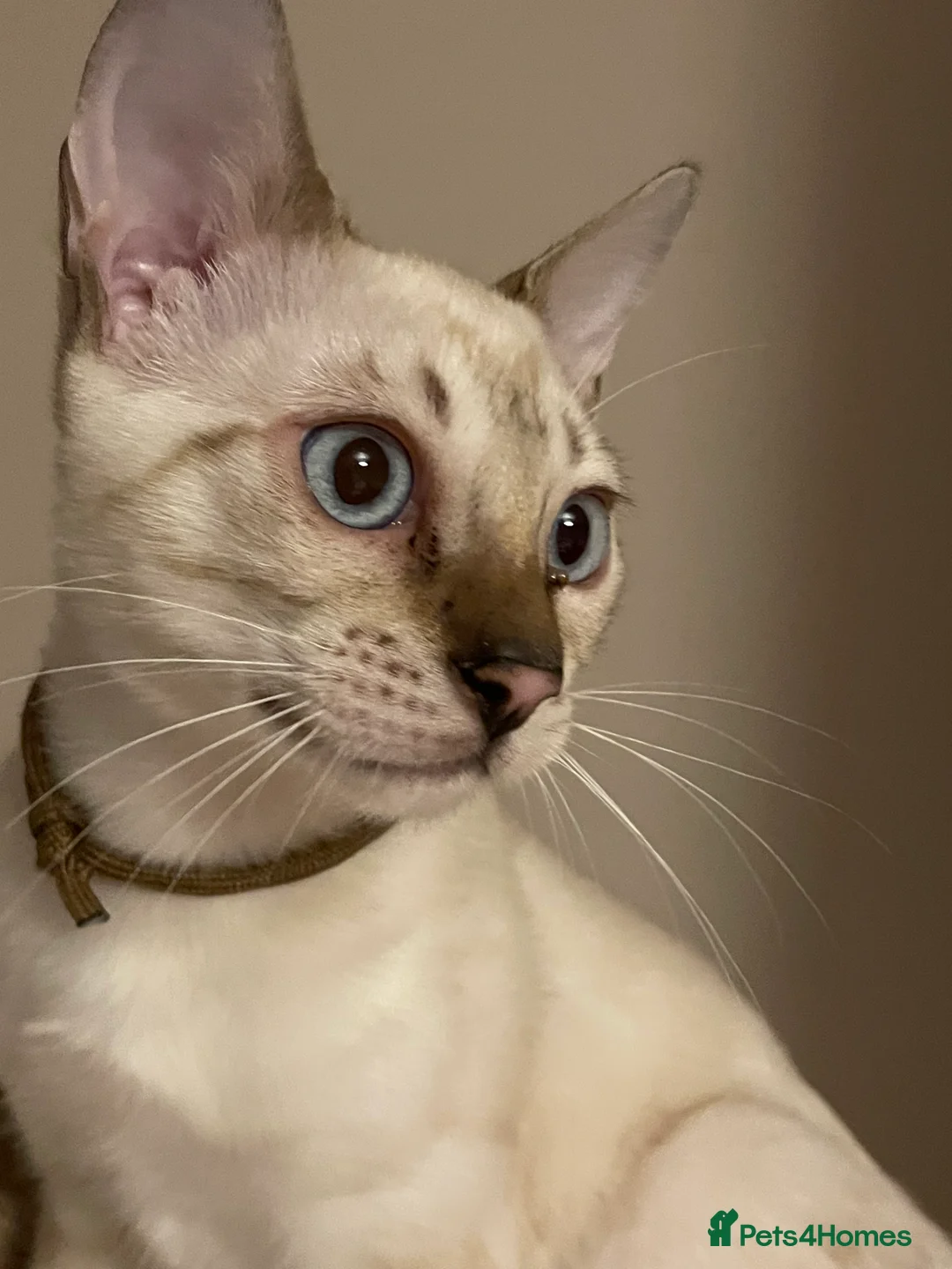 Bengal cats for sale:  Beautiful Bengals able to leave. - Advert 15