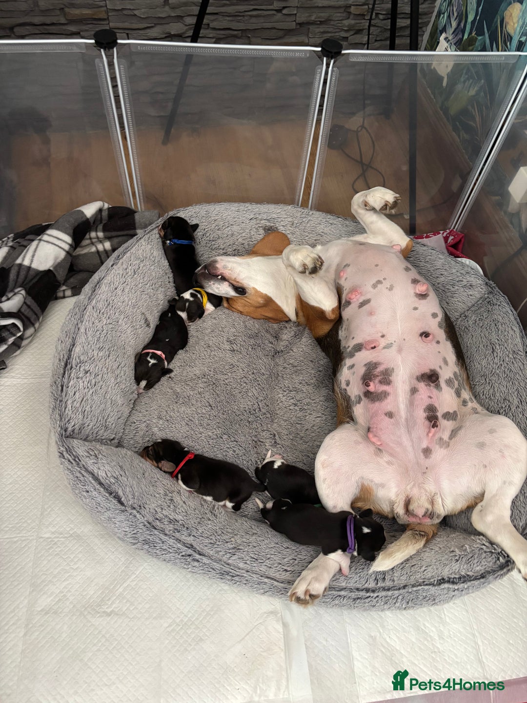 Beagle dogs for sale: Purebred Beagle Puppies – 4 Boys & 2 Girls - Image 2