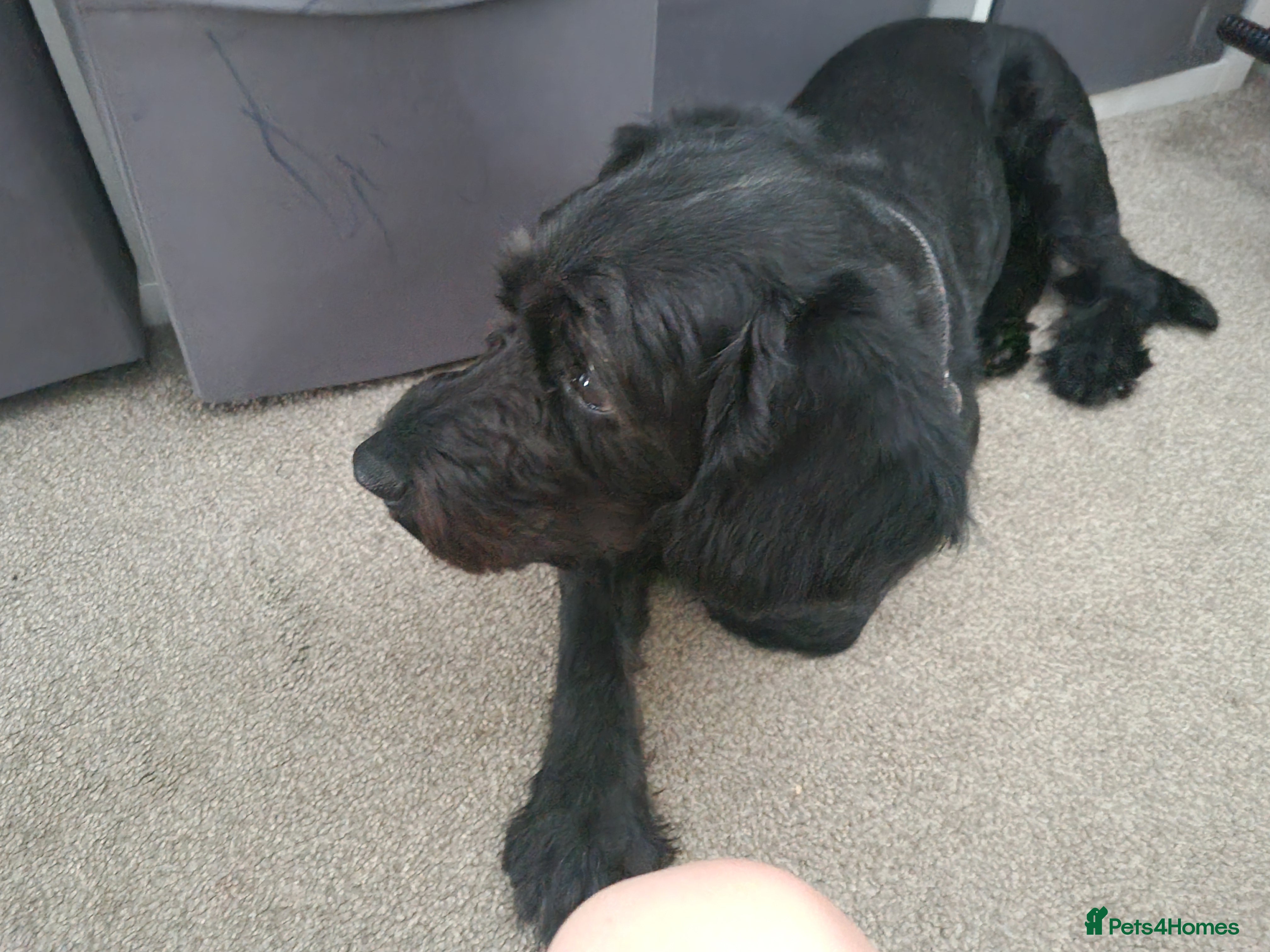 Mixed Breed dogs Male Cokerpoo x Lab  - Advert 3