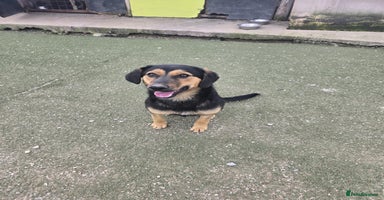 Mixed Breed dogs - Advert 2