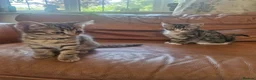 Bengal cats for sale: 🐾 Beautiful Bengal Girl Kittens - available now🐾 in Reading - Advert 6