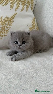 British Shorthair cats BRITISH SHORTHAIR & LONGHAIR - High Pedigree - Advert 2