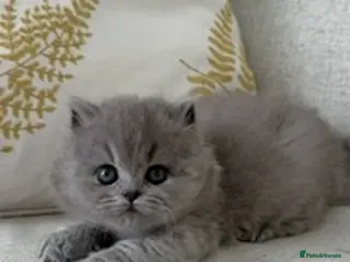British Shorthair cats BRITISH SHORTHAIR & LONGHAIR - High Pedigree - Advert 2