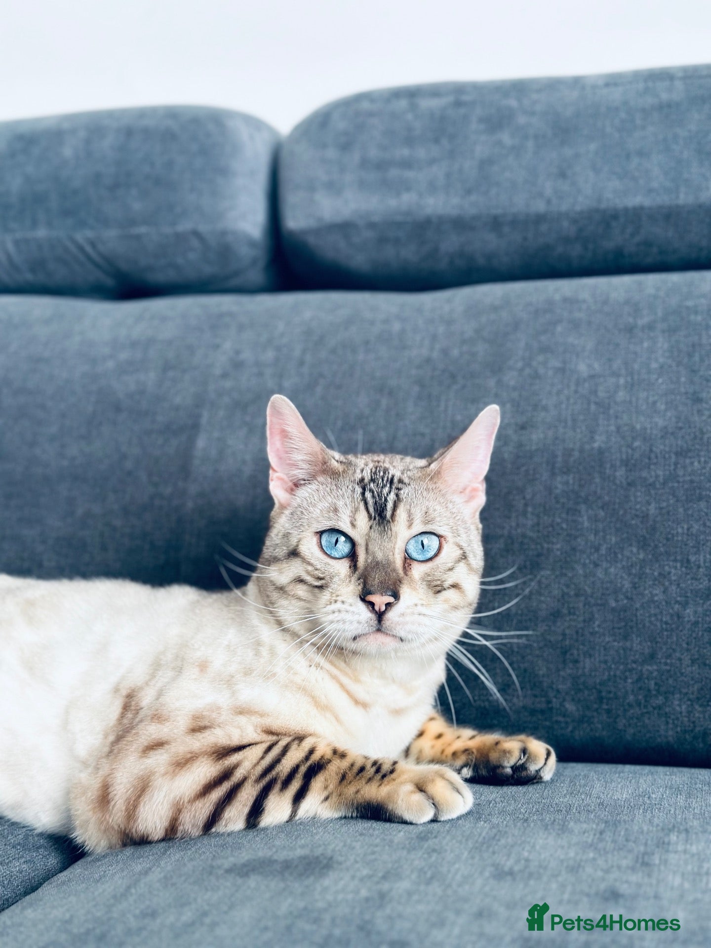 Bengal cats Gorgeous 4-Year-Old Snow Bengal Male 🐾 - Advert 9