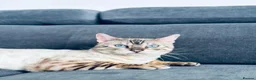 Bengal cats for sale: Gorgeous 4-Year-Old Snow Bengal Male 🐾 in Edinburgh - Advert 1