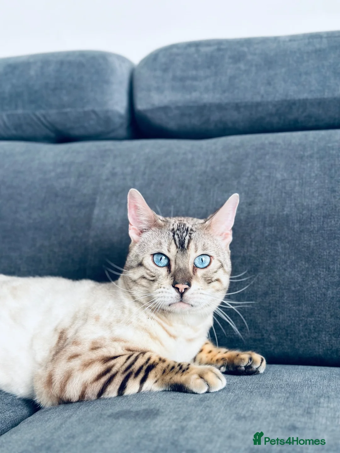 Bengal cats for sale: Gorgeous 4-Year-Old Snow Bengal Male 🐾 in Edinburgh - Advert 1
