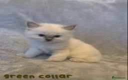 Ragdoll cats for sale: 5 Lovely, Pure Ragdoll Kittens - Image 13